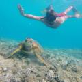 Snorkeling avec les totues