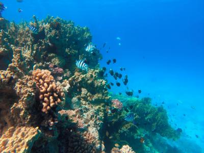 Lifou aquarium naturel