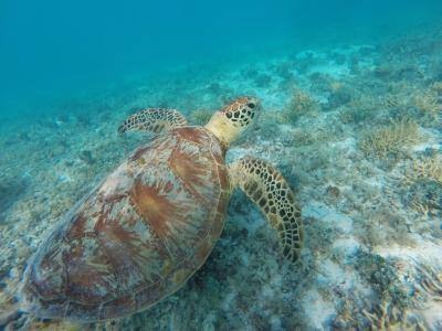 Lifou tortue easo