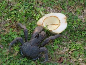 Lifou xodre crabe cocotier